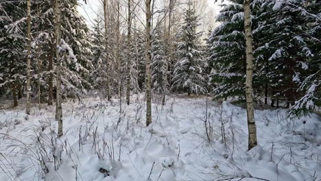 Forward-moving-shot-of-spruce-tree-forest-covered-by-white-snow-in-cold-winter-day