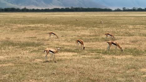 A-herd-of-Thompson-Gazelle-in-Tanzania,-grazing-and-watching-for-predators