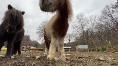 Low-angle-pov-of-beautiful-brown-pony-head-looking-in-camera