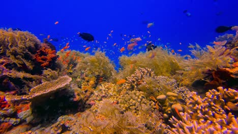 Escuelas-De-Coloridos-Peces-De-Arrecife-Nadando-Entre-Hermosos-Corales-Con-Un-Fondo-Azul-Profundo
