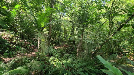 Slowly-walking-along-dense-tropical-jungle,-Dolly-sideways-shot
