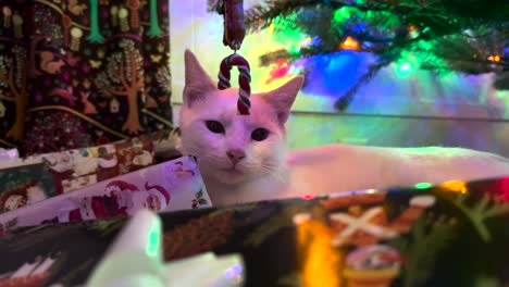 Cat-relaxes-under-a-christmas-tree