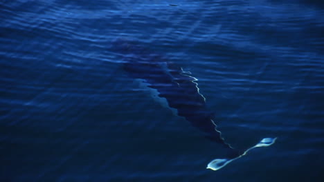 Las-Orcas-Nadan-Y-Saltan-Fuera-Del-Agua