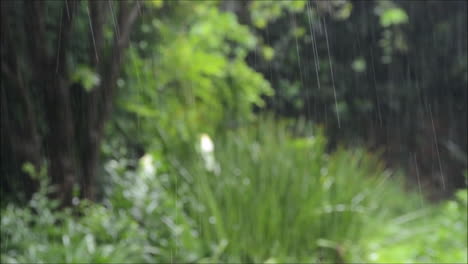 Rain-is-falling,-trees-and-greenery-with-different-plants-are-blurred-in-background