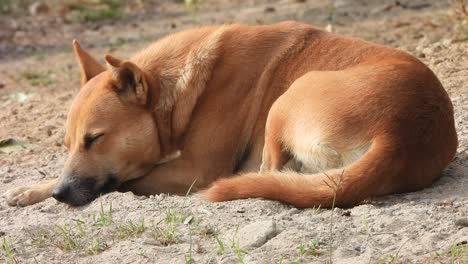 Dog-sleeping-on-sand--relaxing-