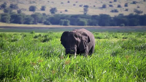 Majestic-full-shot-of-African-Elephant-in-middle-of-green-savannah-grass