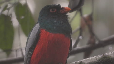 Close-up-shot-of-Slaty-tailed-trogon-male-under-Tropical-heavy-rain,-Blurred-background