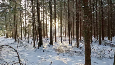 Forward-moving-shot-of-forest-landscape-covered-with-white-snow-with-sun-rays-shining-through-pine-woods-during-evening-time