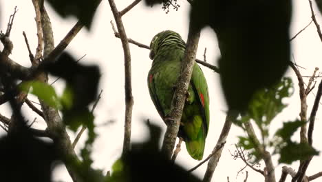 Close-up-of-northern-mealy-amazon-parrot-perched-on-tree-top,-Panama-tropical-jungle,-Cloudy-sky