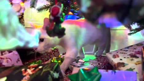 Neugieriges-Kätzchen-Erkundet-Einen-Stapel-Geschenke-Unter-Dem-Weihnachtsbaum