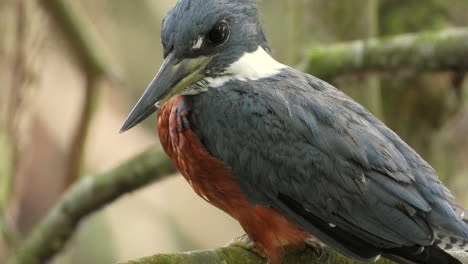 Male-Ringed-Kingfisher-perching-over-river,-brown-and-dark-blue-plumage,-Extreme-Close-up