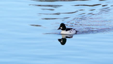 Common-goldeneye-duck-swimming-on-a-river