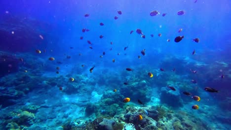 Eine-Trippy-Breite-Unterwasseraufnahme-Eines-Blauen-Korallenriffs-Mit-Kleinen-Fischen-Und-Natürlichen-Lichteffekten-Im-Wasser