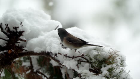 Dark-eyed-junco-on-a-tree-branch-in-the-snow-in-winter