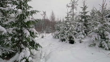 Forward-moving-shot-through-spruce-tree-forest-covered-by-snow-during-winter-season