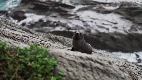 Reveal-of-baby-seal-pup-sitting-on-rocks-alone-while-waves-crash-in-from-behind-causing-swell-and-waterfalls