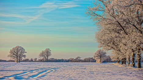 Schönes-Sonnenlicht,-Das-An-Kalten-Winterabenden-Mit-Reihen-Von-Nadelbäumen-Im-Zeitraffer-Auf-Schneebedeckten-Boden-Scheint