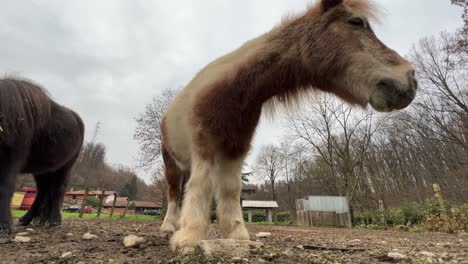 Low-angle-ground-surface-point-of-view-of-beautiful-brown-pony