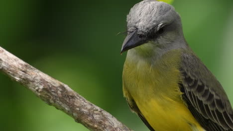 Tropischer-Kingbird-Oder-Tyrannfliegenschnäpper,-Der-Auf-Einem-Ast-Thront-Und-Wegfliegt,-Extreme-Nahaufnahme