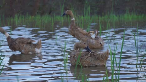 Close-up-shot-flock-of-duck-on-the-pond-with-some-aquatic-grass---Livestock-video