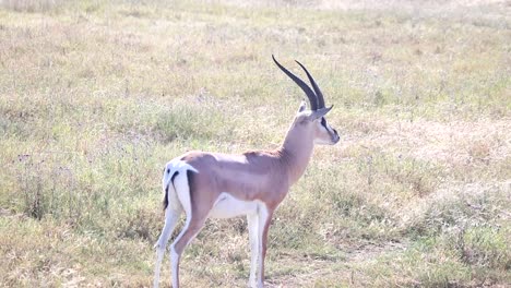 Cerca-Del-Antílope-Impala-Observando-Los-Alrededores-En-Sabana-Seca,-Tanzania