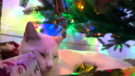 Cat-Sleeps-Peacefully-Under-a-Christmas-Tree