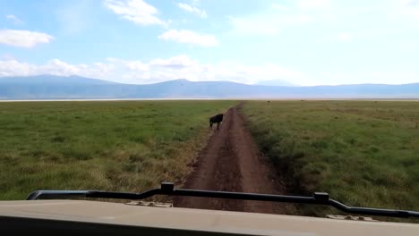 Driving-in-Tanzania-with-a-wildebeest,-mountain-backdrops-and-green-open-spaces