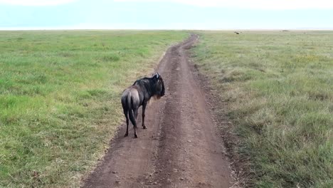 A-magnificent-Wildebeest-blocking-the-way-on-a-dirt-road-in-Tanzania,-Static