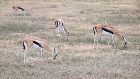 Telephoto-establisher-shot-of-many-Thomson-Gazelle-eating-dry-grass,-Tanzania