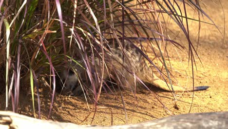 Little-meerkat,-suricata-suricatta-in-the-wild,-constantly-in-fast-speed-digging-bolt-hole-in-the-ground,-close-up-shot