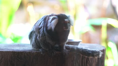 Close-up-shot-of-a-common-marmoset,-callithrix-jacchus-in-captivity,-wondering-around-its-surrounding-environment,-hoping-to-escape-the-place