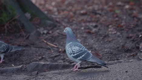 Pigeons-strut-about-in-the-park-and-a-squirrel-bounds-around-in-the-background