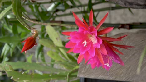 Flores-De-Cactus-Orquídeas-Cultivadas-Como-Plantas-Ornamentales-De-Jardín,-Video-Vertical