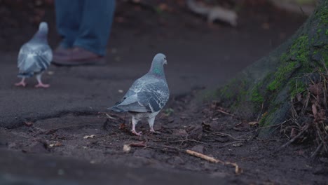 Pigeons-walk-in-the-park-and-squirrel-runs-in-the-background,-a-man's-feet-can-be-seen-in-the-background