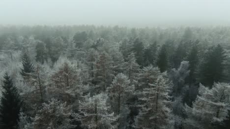 Drone-parallax-decline-through-misty-fog-to-reveal-snow-covered-trees-in-winter-forest