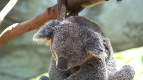 Extreme-close-up-of-a-sanctuary-koala,-phascolarctos-cinereus-dozing-off-on-the-tree,-hugging-and-clinging-on-the-trunk-in-bright-daylight-at-wildlife-sanctuary
