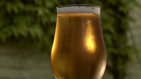 Bubbles-rise-in-freshly-poured-glass-of-golden-beer,-close-up
