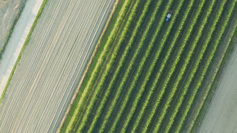 Aerial-tracking-shot-slowly-descending-and-rotating-towards-farmer-driving-tractor-and-cutting-grass-in-apple-orchard-at-sunset