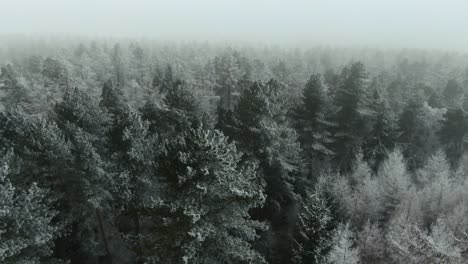 Side-to-side-drone-shot-of-partially-snow-covered-confier-christmas-trees-during-a-foggy-blizzard-like-condiitons