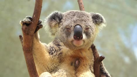 Sleepy-adult-male-koala,-phascolarctos-cinereus-chilling-on-top-of-the-tree-with-dark-brown-scent-gland-in-the-centre-of-the-white-chest-to-attract-female-and-mark-tree-territory,-close-up-shot