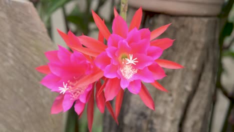 Scharlachrote-Blüten-Des-Orchideenkaktus-In-Einem-Garten