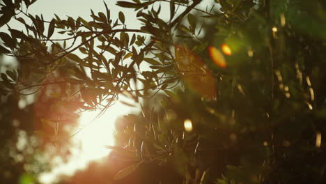 Sun-rays-through-olive-branches