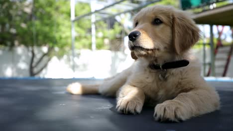 Adorable-Lindo-Cachorro-Golden-Retriever-Relajándose-Afuera-En-Un-Día-De-Verano