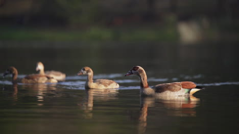 Ducks-on-Lake-1920x1080-HD-25fps--01