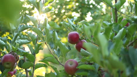 Sonnenstrahlen,-Die-Durch-Einen-Apfelbaum-In-Einem-Obstgarten-Scheinen