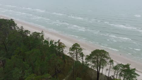 Aerial-establishing-birdseye-view-of-Baltic-sea-coast-on-a-overcast-winter-day,-beach-with-white-sand,-pine-tree-forest,-coastal-erosion,-climate-changes,-wide-drone-dolly-shot-moving-left