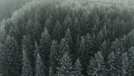 Drone-pulls-back-from-large-frost-covered-forest-trees-to-reveal-landscape-and-rises-into-the-misty-fog