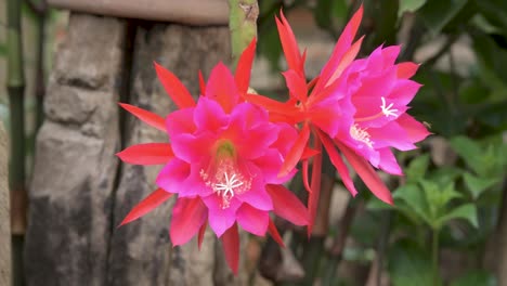 Flores-De-Cactus-Orquídeas-Cultivadas-Como-Planta-De-Jardín-Ornamental