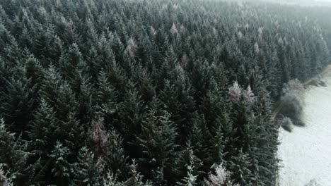 Drone-fly-over-of-snow-and-frost-covered-trees-in-the-remote-wilderness-of-Dalby-forest-in-winter