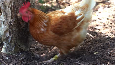 Close-up-shot-of-a-free-range-chicken-rooster,-gallus-gallus-domesticus-digging-and-scratching-the-ground-with-its-feet,-pecking-and-foraging-for-invertebrates-in-outdoor-environment-in-a-farm-ranch